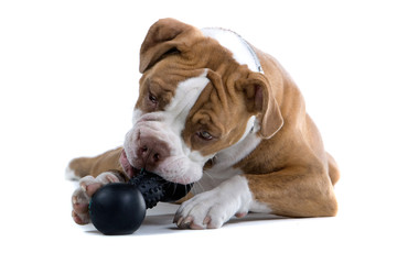 Renascence Bulldog playing with a black toy