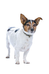 jack russel terrier looking at camera