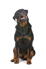 rottweiler dog looking up