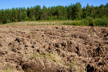 arable land on forest and sky background