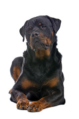 Obraz premium rottweiler dog resting