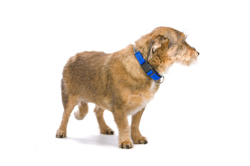 old mixed breed dog isolated on a white background