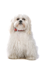 close up of shih tzu dog isolated on a white background