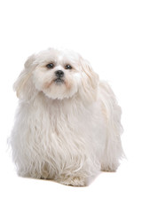 close up of shih tzu dog isolated on a white background
