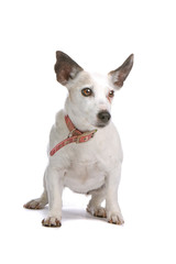 old jack russel terrier dog