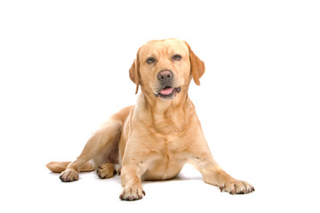 Obraz premium golden retriever dog looking at camera