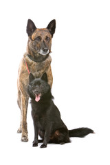 closeup of two cute shepherd dogs