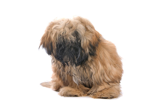 Fluffy Dog Isolated On A White Background