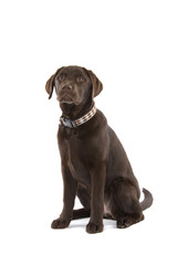 cute chocolate labrador retriever dog sitting