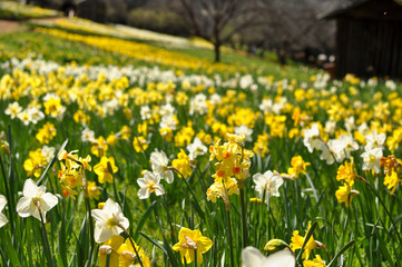 Field of Yellow and White Daffodils
