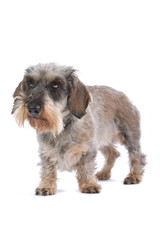 old dachshund dog isolated on white