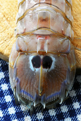 Canocchia - Squilla mantis