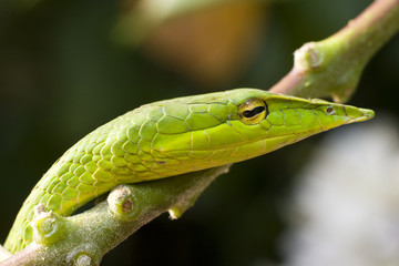 A small cute snake from the jungle of Cambodia.
