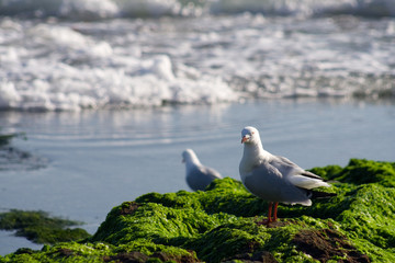 Australian Seagull at Rocky Shoreline