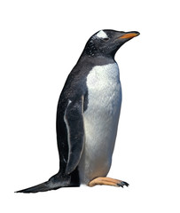 Isolated gentoo penguin with clipping path - 21501518