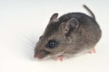 deer mouse at a 45 degree angle on white background
