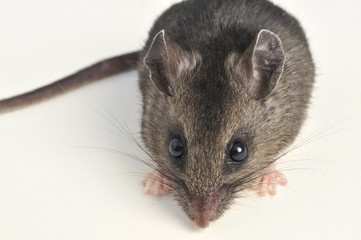 deer mouse close high angle on white background