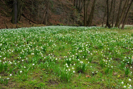M&auml;rzenbecher - wild daffodil 40