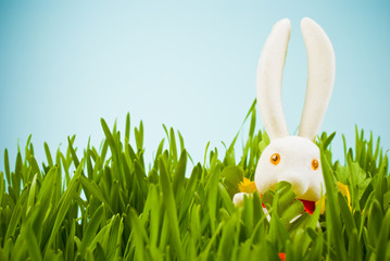 Easter bunny in grass