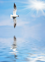 flying over the ocean