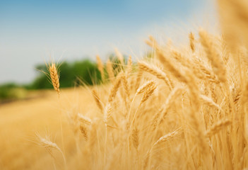 Grain field