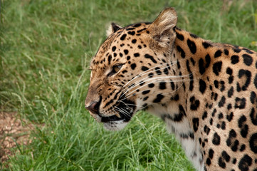 Amur leopard snarling at something