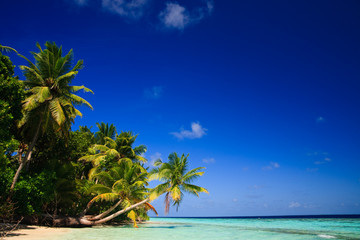 Obraz premium Tropical Paradise at Maldives