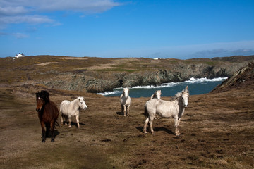 Wild welsh ponies