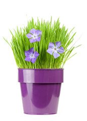 periwinkle and grass in flower pot