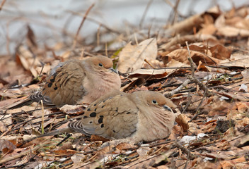 Mourning Doves, Zenaida macroura