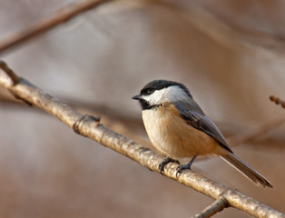 Black-capped Chickadee, Poecile atricapilla
