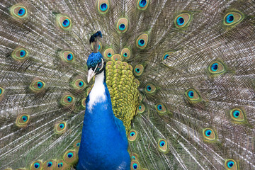 Obraz premium peacock