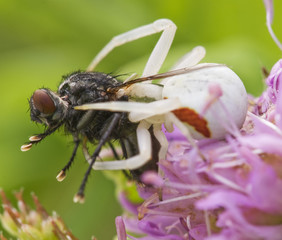 Crab spider eating a fly (Misumena vatia)