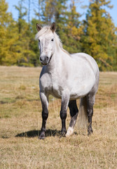 A white horse stands on the meadow