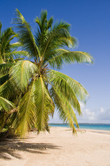 Coconut on the beach