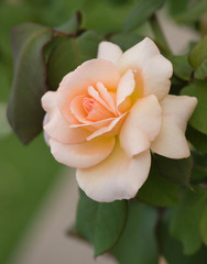 Beautiful yellow rose