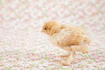 Baby chicken