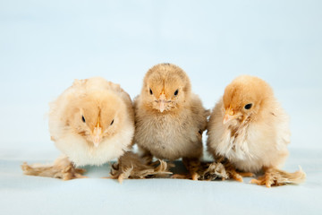 Baby chicks