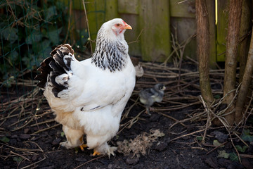 Big Brahma chicken with two baby chicks in background
