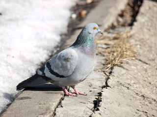 Spring pigeon on the sun