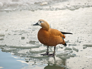 Brown duke on the lake ice