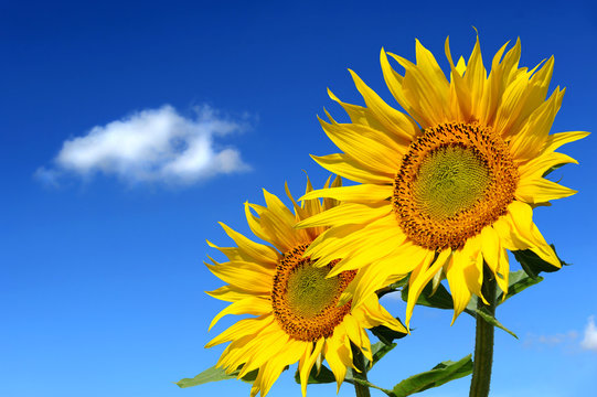 Sonnenblumen 105