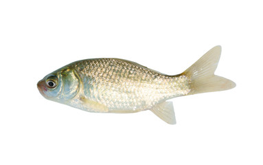 Crucian isolated on white background