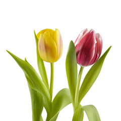 Yellow and red tulips , isolated on white