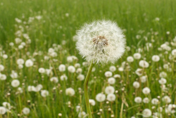 Field of dandelions