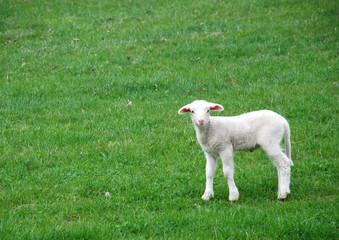 Lamm © pholidito