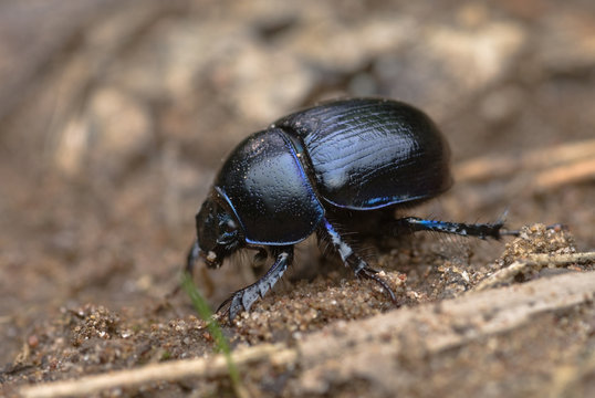 The dung beetle - Powered by Adobe