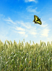Machaon flaying over wheat field