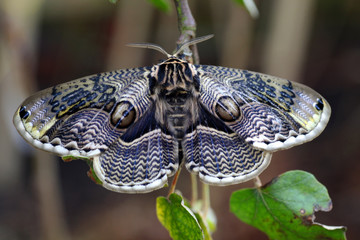 Obraz premium Male Japanese Owl Moth