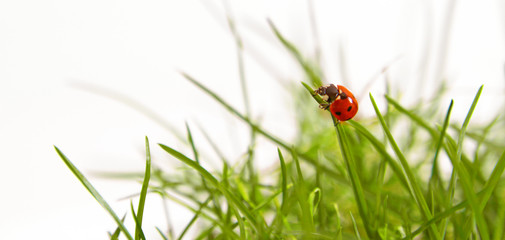 marienkäfer,sommer